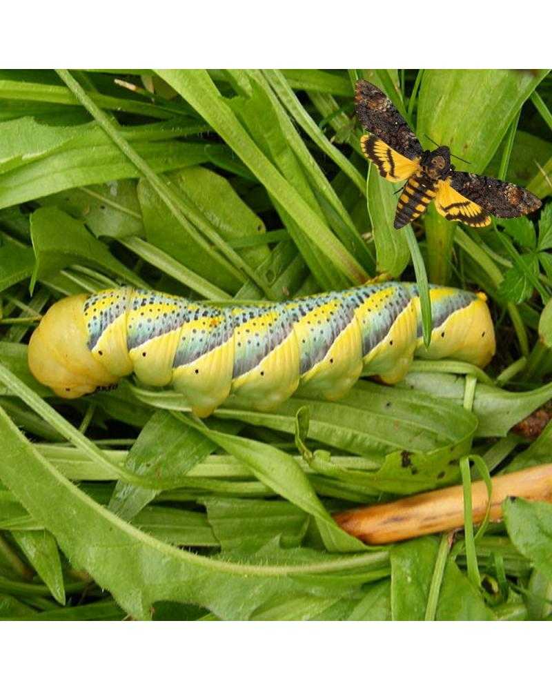 لارو پروانه کله‌مرده